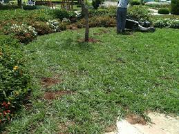 Q Grass 12