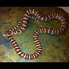 These snakes fast on occasion, and so there'snothing to worry about. Az Mountain King X Mex Mex Reptile Snakes Snake Reptiles And Amphibians