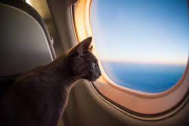 As with any pet, it's extremely difficult to generalize the costs associated with transporting a cat internationally. The Cost Of Flying With Your Non Emotional Support Pet