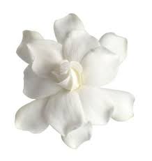 How To Plant Care For A Gardenia Bush Gardenia Bush Dwarf Gardenia Gardenia Plant