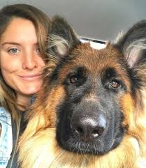 I hope Someone will like my new German Shepherd premium Bedding Set 🥰❤️