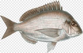 You can not go wrong with soup. Scup Seafood Watch Porgy Fishing Fish Seafood Animals Fauna Png Pngwing