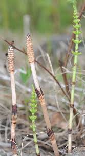 Image result for Equisetaceae