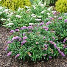 Pugster Periwinkle Butterfly Bush Great Garden Plants
