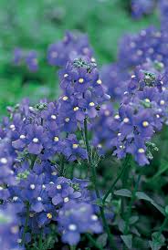 Image result for Nemesia fruticans