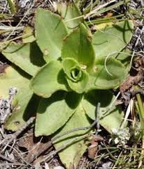 Image result for Bonatea steudneri