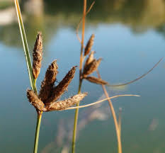 Image result for Bolboschoenus glaucus