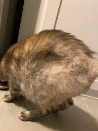 Why do cats lose hair on their hind legs? Cat Losing Hair On Back Legs Cats