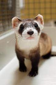 95 Ferret Ideas Ferret Cute Ferrets Pet Ferret