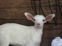What to do when you first get a goat?