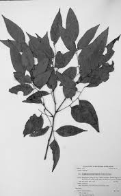 Image result for Craibia zimmermannii