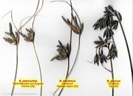 Image result for Bolboschoenus glaucus