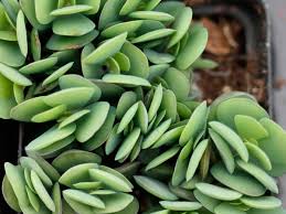 Image result for Kalanchoe rotundifolia