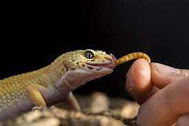 10 Baby Leopard Gecko Care & Feeding Tips For Beginners