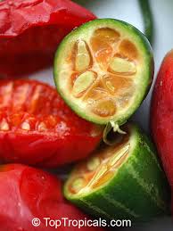 Image result for Coccinia