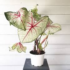 Image result for Caladium