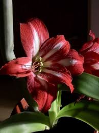 Azucena Flor Roja Pistilos Foto Gratis En Pixabay