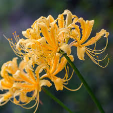 Image result for Asclepias aurea