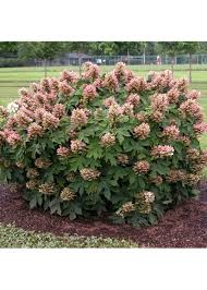 Image result for Hydrangea quercifolia