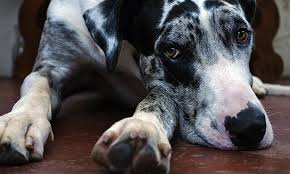 By j weatherford (marietta ga) we discovered yesterday that max has bone cancer in his left rear leg. Osteosarcoma Study Uses Immunotherapy Veterinary Medicine At Illinois