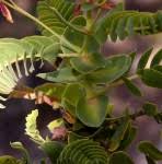 Image result for Aeschynomene pawekiae