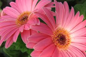 It gets root rot easily from soggy soil. Gerbera Daisies Getting Them To Rebloom Tuttle Orchards Inc Indianapolis Apple Orchard Pumpkin Patch And Farm Store