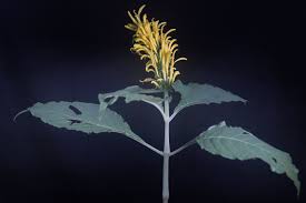 Image result for Justicia aurea