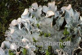 Image result for Landolphia rufescens