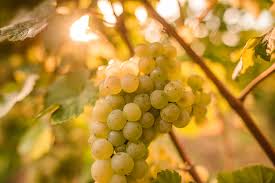 Samtal mellan partierna i försök att lösa regeringskrisen i sverige. Goda Nyheter Fran Sverige Winery Muller Catoir