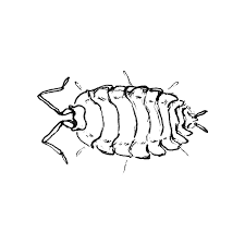 Eduteka liceum pozostałe biologia stonoga murowa. Http Www Ogrod Uw Edu Pl Data Assets Pdf File 0028 9847 Kto Przerabia Pdf