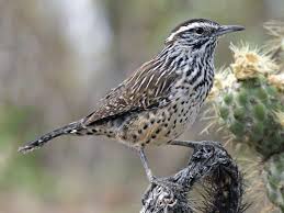 Birds Of The Southwestern Desert Cactus Wren Cactus Wren Wren Bird Life List