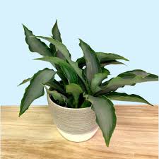 Image result for Murdannia stricta