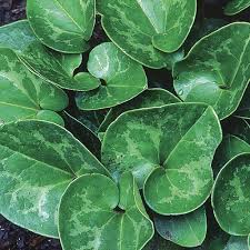 Asarum shuttleworthii is a species in the genus asarum which contains between 130 and 142 species and belongs to the family of the aristolochiaceae (birthwort family). Callaway Ginger Finegardening