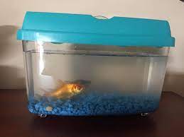 Family Magazine Taking Care Of Goldfish