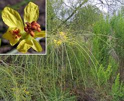 Image result for Parkinsonia africana