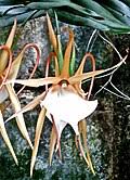 Image result for Jumellea usambarensis