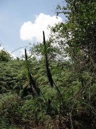 Image result for Lobelia chireensis