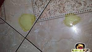 Porque Un Perro Vomita Amarillo Te Dire La Solucion Y Mas