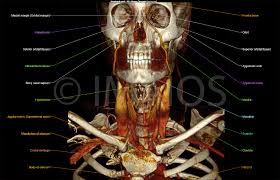 We did not find results for: Ct Scan Of Head And Neck