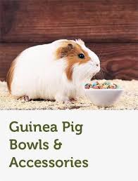 Ready to leave on monday 19th april when they will be 6 weeks old. Guinea Pig Supplies Food Hutches Toys Pets At Home