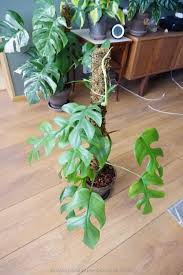 Check spelling or type a new query. How To Make A Moss Pole House Plant Hobbyist