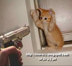 شـــــيـــــرازى أمراض يمكن أن تنتقل من القطط للبشر