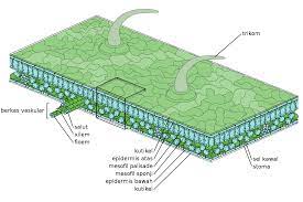 Perbezaan daun monokotiledon dan daun dikotiledon. Daun Wikiwand