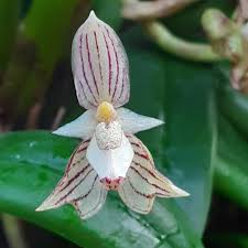Image result for Bulbophyllum ballii