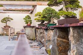 National Bonsai Penjing Museum Rededicates Pavilion Bonsai Garden Outdoor Japanese Garden Design Bonsai