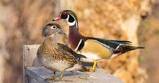 How To Build A Wood Duck Nest Box | Audubon