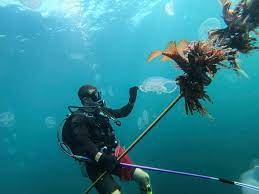 July 6 & 12, 2018 Spearfishing Adventures