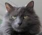 How to Identify a Russian Blue: 12 Steps (with Pictures ...