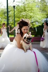 The Perfect Accessory For Everything Pugfanatic Puglove With Images Pug Wedding Dog Wedding Pugs