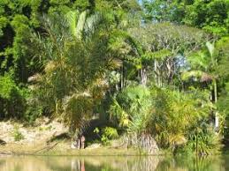 Image result for Raphia ruwenzorica